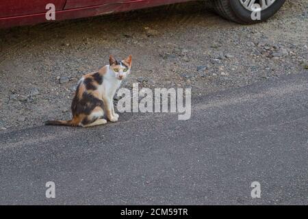 Straße schwarz und braun weiß streunende Katze auf dem Asphalt Stockfoto