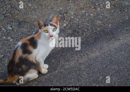 Straße schwarz und braun weiß streunende Katze auf dem Asphalt Stockfoto