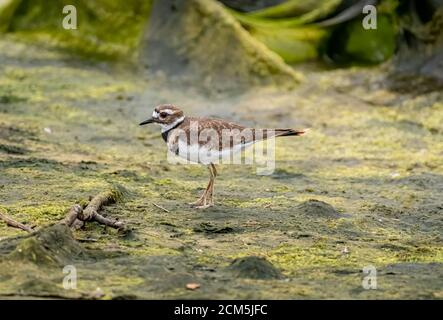 Killdeer (Charadrius vociferus} in Malibu Lagoon State Beach CA USA Stockfoto