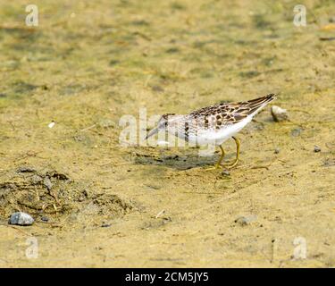 Baird's Sandpiper - Calidris bairdii Malibu Lagoon State Beach CA USA Stockfoto