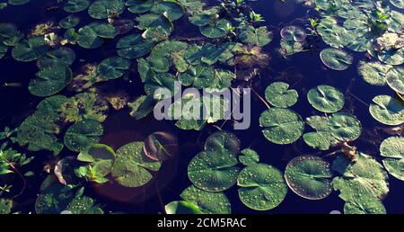 Nahaufnahme der grünen Lilly Pads mit Wassertropfen Oben Stockfoto