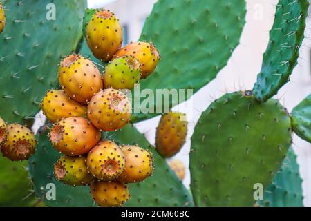 Stachelige Birnen auf der Pflanze am Himmel. Kaktusblätter mit Früchten Nahaufnahme mit Dornen. Hochwertige italienische Lebensmittel-Fotos Stockfoto