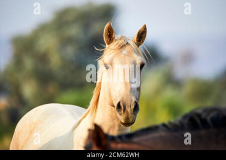 Domestiziertes junges weißes Pferd auf einem Feld, das die anschaut Kamera mit geringer Schärfentiefe Stockfoto