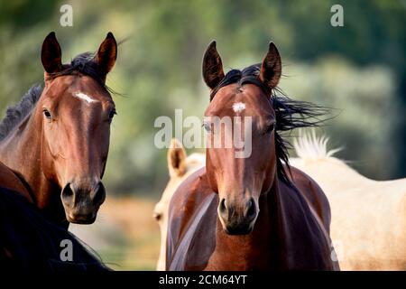 Domestizierte junge Pferde, die auf die Kamera in einem Feld schauen Mit geringer Schärfentiefe Stockfoto