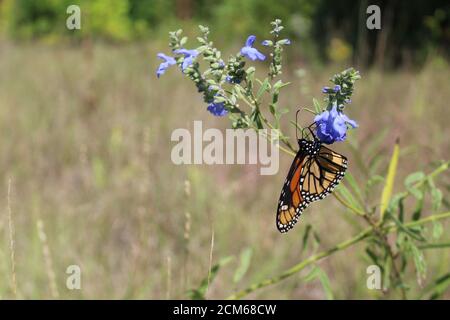 Kopfüber Monarch Schmetterling Fütterung auf eine bedrohte Art in Illinois, wild blau Salbei in Morton Grove Stockfoto