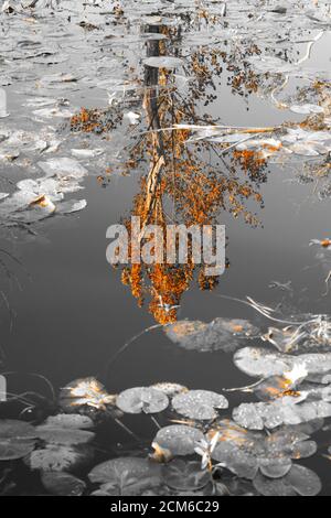 Spiegelung der Herbstbäume in stillem Sumpfwasser, Farbspritzer, so dass nur die Baumspiegelung in Farbe ist. Stockfoto