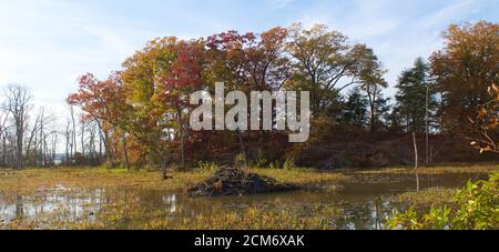 Beaver Dam in seichtem Wasser mit Herbstbäumen in Hintergrund Stockfoto