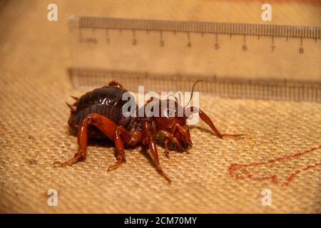 Jerusalem Grillen sind eine Gruppe von großen, flugunsen Insekten der Gattung Stenopelmatus. Stockfoto