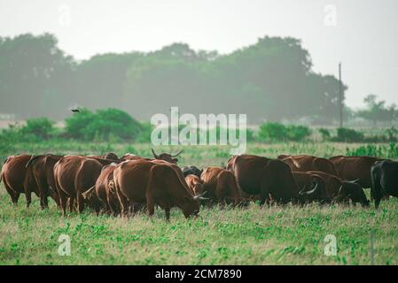 Landschaft mit Kuhherde grasen auf grünem Feld mit frischem Gras. Herde von Kühen grasen auf Sommer grünen Feld. Stockfoto