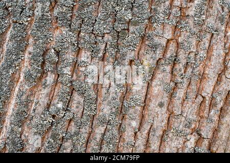 Baumrinde Textur mit Moos. Horizontaler Hintergrund für Designer, trockene Baumrinde Textur und Hintergrund. Stockfoto