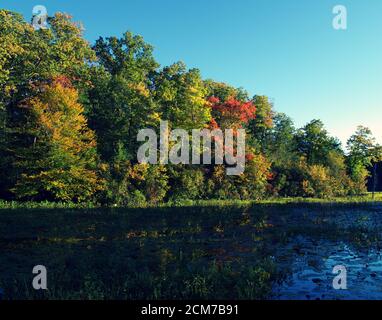 Herbst- oder Herbstbäume im Mason Neck State Park, während der goldenen Stunde Stockfoto