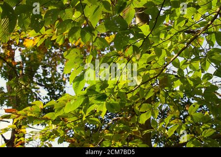 Sonnenlicht scheint auf grünen Blättern Stockfoto