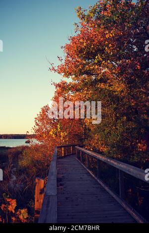 Holzbrücke Weg im Park mit Bäumen im Herbst gesäumt Stockfoto