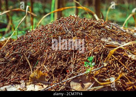 Ameisenhaufen im Wald, das Leben der Ameisen. Tierwelt. Horizontal Stockfoto
