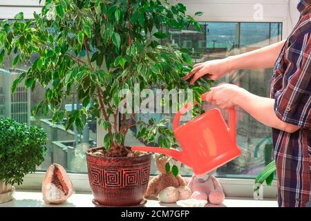 Die Frau, die sich um Topfblumen kümmert. Die Pflanzen auf der Fensterbank im Haus. Home Blumen auf dem Fenster. Mädchen Bewässerung Blumen im Zimmer Stockfoto