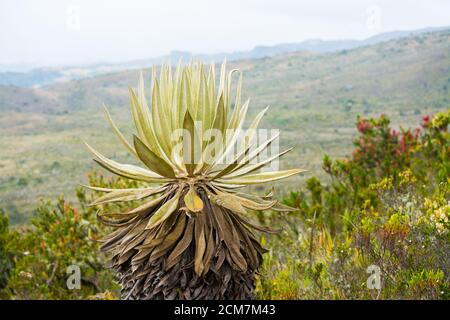 Speletia grandiflora, kolumbianischer Frailejon in einem Paramo, Foto eines Frailejon in einem Paramo im Berg. lateinamerikanischer Frailejon Paramo in den Anden Stockfoto