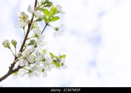 Blühende Apfelbaum Nahaufnahme gegen blauen Himmel, kopieren Raum Kirschgarten blüht gegen blauen Himmel. Stockfoto