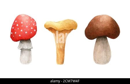 Set von Waldpilzen isoliert auf weißem Hintergrund. Amanita, Pfifferlinge, brauner Kappenboletus. Aquarell, handgezeichnete Illustration. Stockfoto