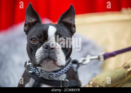 Boston Terrier Stockfoto