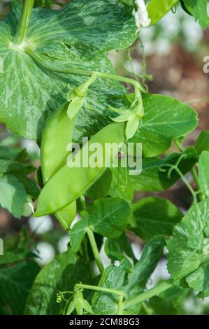 Schneeerbsenpflanze (Pisum sativum) mit Hülsen, Melbourne, Australien Stockfoto