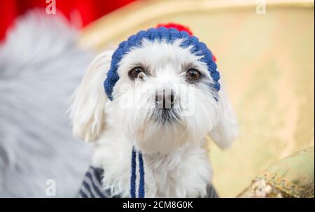 Der verquietschte Hund trägt einen gestrickten Hut Stockfoto