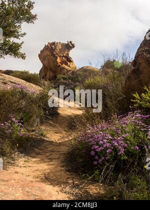 Ein Weg, der durch blühende Büsche führt, zu einem Sandsteinfelsen, der in Form eines Hühnchens verwittert ist, in den Cederberg Bergen Stockfoto