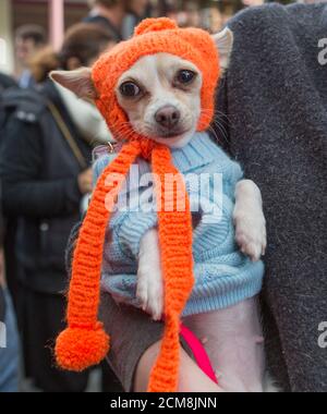 PET Chihuahua in Winterkleidung, Melbourne Stockfoto