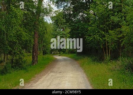 Download Vorschau Feldweg durch einen grünen Sommerwald in Ermenonville, Oise, Frankreich Stockfoto