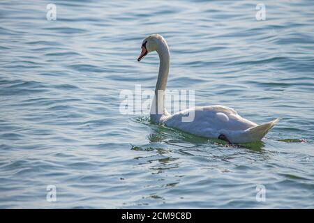 Schwan am Gardasee Stockfoto