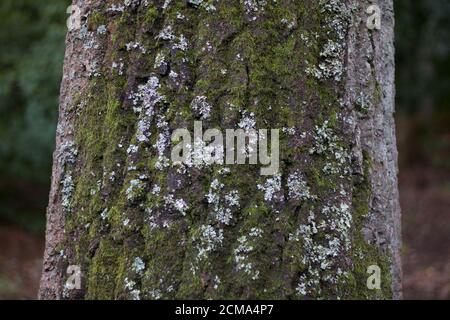 Baumstamm bedeckt mit grünen Flechten und Moos im Wald Stockfoto