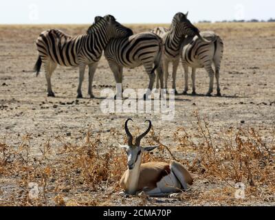 Namibische wildes Leben Stockfoto