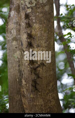Lange nasige Fledermäuse Stockfoto