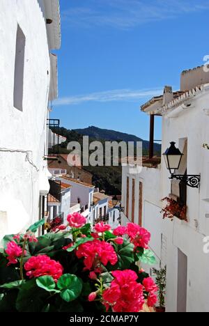 Reihenhäuser entlang einer typischen Straße mit einer Geranie im Vordergrund, Frigiliana, Provinz Malaga, Andalusien, Spanien, Europa. Stockfoto