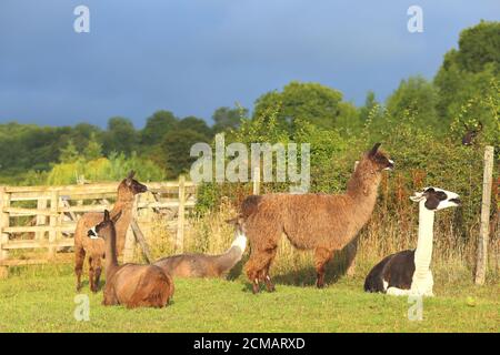 Herde Lamas in einem Feld, auf einem Bauernhof, Ewyas Harold, Herefordshire, England, Vereinigtes Königreich Stockfoto