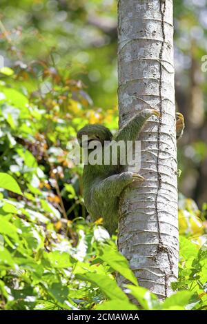 Dreifingerfaultier Stockfoto