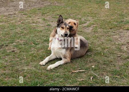 Zwei Hunde, ein großer und ein kleiner spielen zusammen im Hinterhof auf dem Gras und Schlamm Stockfoto