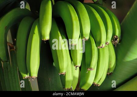 Grüne und wachsartige unreife Bananen der Sorte Zwerg Cavendish, beliebte köstliche Ernte, die hauptsächlich auf den Kanarischen Inseln wächst Stockfoto