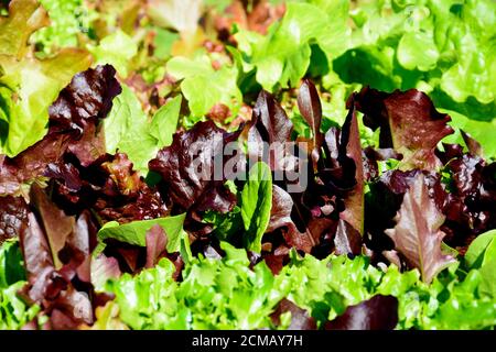 Junge Salatblätter essen Hintergrund. Stockfoto