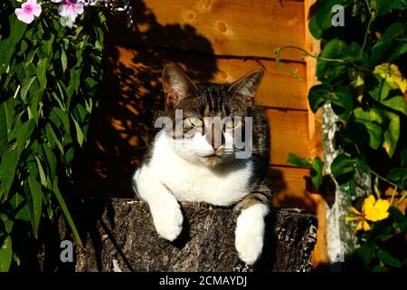 Eine heimische kurzhaarige gestromte Katze, die auf einem Baumstumpf in einem englischen Garten sitzt. Stockfoto