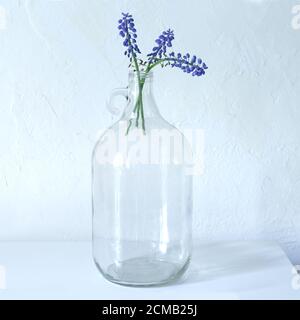 Traubenhyazinthe, Muscari blaue Frühlingswiese Blumen. Ein kleiner Strauß blauer Muscari-Blüten in einer großen transparenten Glasflasche mit rundem Griff Stockfoto