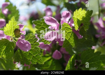 Lamium purpureum. Lila Blüten mit grünen Blättern im Sonnenlicht Stockfoto