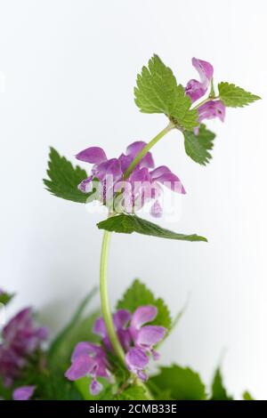 Lamium purpureum. Lila Blüten mit grünen Blättern auf weißem Hintergrund Stockfoto