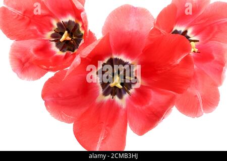 Rote Tulpe. Große, offene Blumen. Nahaufnahme von Tulpenblüten mit Stößel und Staubgefäßen. Draufsicht Stockfoto
