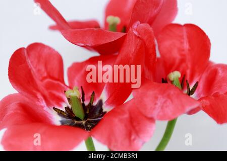 Rote Tulpe. Große offene Blüten auf grünen Stielen. Seitenansicht. Nahaufnahme der roten Blütenblätter einer Tulpe. Grüne Stempeln und schwarze Staubgefäße. Stockfoto