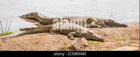 Kenianische Krokodile Stockfoto