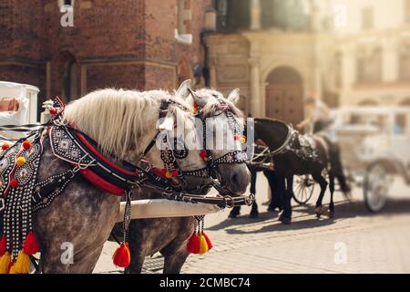 Dekorierte Pferde mit Kutschen in der Altstadt von Krakau, Polen, Touristenattraktion und Destination in Europa Stockfoto