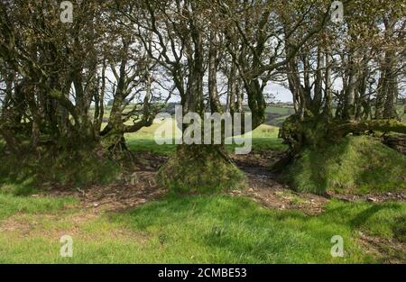 Moos wächst auf dem Stamm auf einem uralten Buchenbaum (Fagus sylvatica) In einer Hecke auf einer grasbewachsenen Bank auf dem Moor Des Exmoor National Park Stockfoto