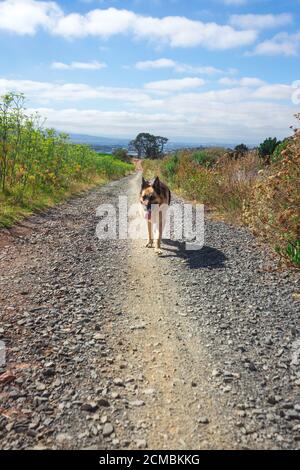 Deutscher Schäferhund zu Fuß auf einem Feldweg von braunem Gras und grünen Bäumen umgeben, Kapstadt, Südafrika Stockfoto