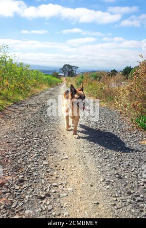 Deutscher Schäferhund zu Fuß auf einem Feldweg von braunem Gras und grünen Bäumen umgeben, Kapstadt, Südafrika Stockfoto