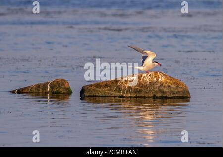 Erwachsene Seeschwalbe, Sterna hirundo, Kalmar, Schweden Stockfoto